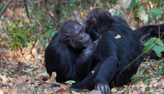 Two adult male chimpanzees groom each other in Gombe National Park, Tanzania.  Photo by Steffen Foerster, Duke University 