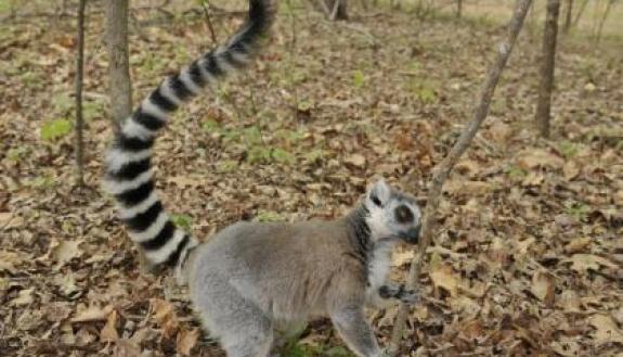 A male ring-tailed lemur stops to sniff the scent of another lemur. Lemur males mix and match their smelly secretions to make richer, longer-lasting scents and outstink their rivals, researchers report. Photo by David Haring, Duke Lemur Center