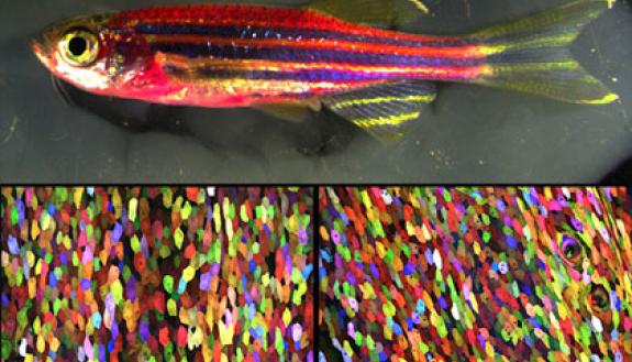 To the naked eye, this genetically engineered zebrafish has a magenta tone (top). But under a microscope, every cell has a distinct color, thanks to a new labeling technique called Skinbow (bottom). Credit: Chen-Hui Chen, Duke University
