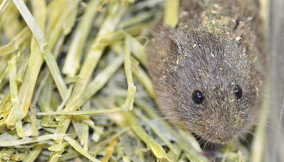 Too much elbow room raises alarm in prairie voles. Photo courtesy of Aubrey M. Kelly, Cornell University
