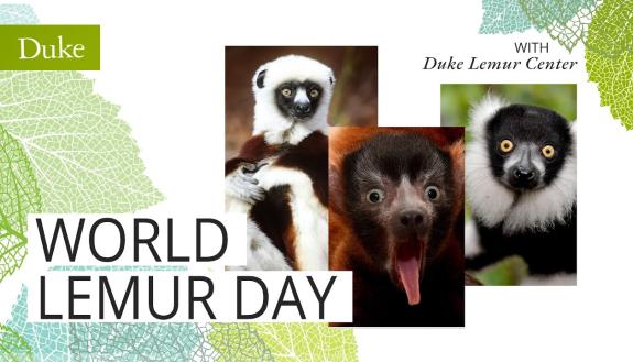 World Lemur Day celebration video