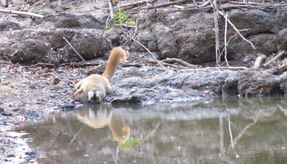 A red-fronted lemur in Kirindy Forest, Madagascar, tanks up at a watering hole. (Photo: Caroline Amoroso)