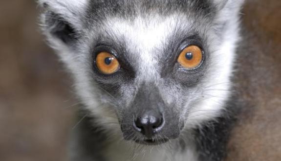 lemur at Lemur Center