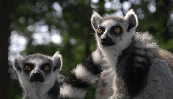 Lemurs