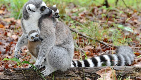 A mother lemur’s pregnancy hormones affect her daughter’s aggression later in life, researchers report. Photo by David Haring, Duke Lemur Center