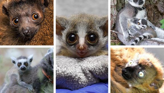 2021 Duke Lemur Center infants Clancy (top left), Atticus (bottom left), Coconut Palm (center), Scout (top right) and Malala (bottom right)