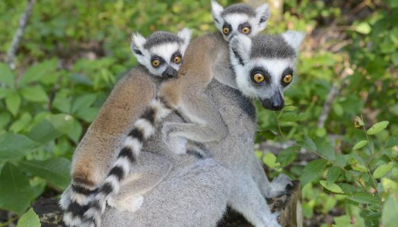 Baby lemur twins Nemesis and Narcissa were the product of a breeding program developed by the American Association of Zoos and Aquariums to preserve the future genetic health of North America’s captive ring-tailed lemurs. 