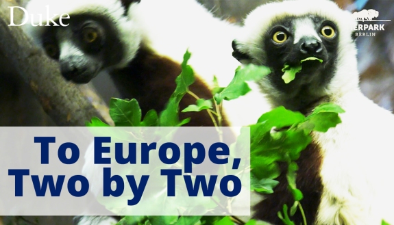 lemurs head to germany