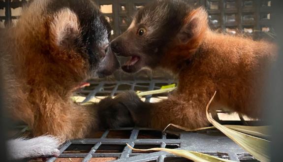 lemur twins Hubble and Kitt