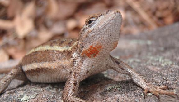 Female striped plateau lizards from Arizona develop orange patches on their throats when they are ready to mate. Males prefer females with darker spots, a signal that they have higher-quality eggs. Photo credit: Stacey Weiss, University of Puget Sound