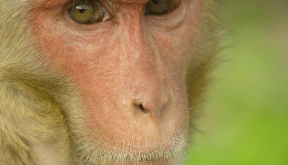 A study in rhesus monkeys shows the link between status and health has deep biological roots. Photo by Lauren Brent, University of Exeter