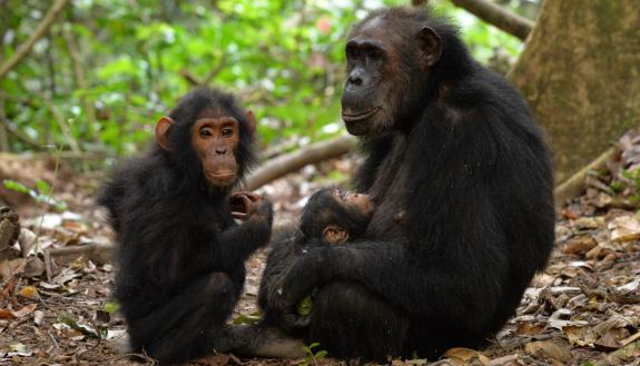 By hanging out with her sons, a mother chimpanzee boosts their odds of survival later in life. Photo by Joel Bray, Arizona State University