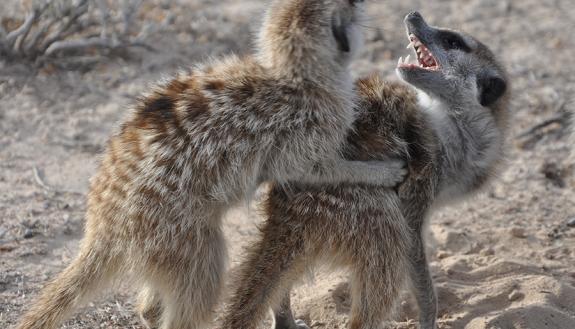 Studies find that female meerkats can produce up to twice as much testosterone as their male counterparts. Their unusual hormone levels fuel their bullying behavior, but at a cost. Photo courtesy of Charli Davies, Duke University.