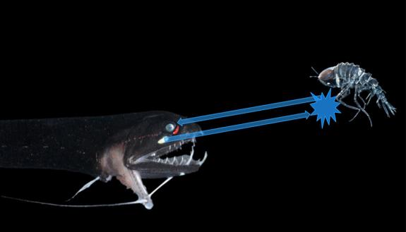 The dragonfish and many other midwater predators have light-producing organs to shine on and detect prey. But the crustacean Cystisoma, at right, grows an antireflective brush structure on its legs that diffuses light, enabling it to hide in plain sight. 