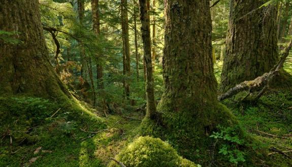 William Schlesinger: Why Mature And Old Forests Are So Important For Climate Mitigation And Adaptation