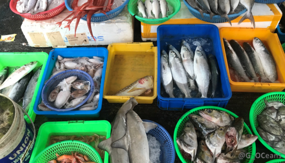 Thousands of species could be at risk if a new UN high-seas biodiversity treaty does not include measures to sustainably manage all fish species in international waters, not just the commercial species. (Credit: Guillermo Ortuño Crespo, Duke Univ.)