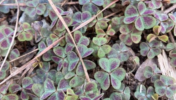 spring ephemerals