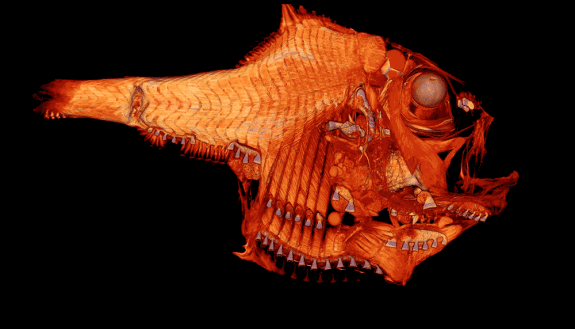Some fish shine lights in their own eyes for better disguise. Image courtesy of Alex Davis and Duke SMIF.
