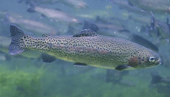 Scientists have identified genes that enable rainbow trout to use Earth’s magnetic field to find their way back to the streams where they were born. Photo by Eric Engbretson, U.S. Fish and Wildlife Service