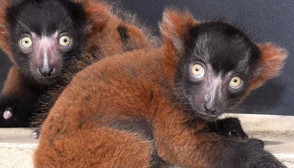 Critically endangered ruffed lemur (Varecia rubra) infants Judith and Mae were born at the Duke Lemur Center on May 14, 2018. Photo by David Haring.