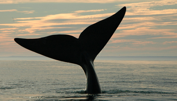 right whale diving in the NOrth Atlantic
