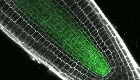 The green glowing center of this Arabidopsis root contains a protein that helps transform immature precursor cells into some of the specialized cells that make up the plant’s root tip. Photo by Erin Sparks, Duke University.