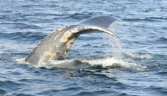 right whale diving