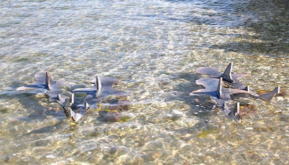 Shark decoys are used in the study to test the capabilities of the research drones. Photo Courtesy NC Coastal Reserve & National Estuarine Research Reserve
