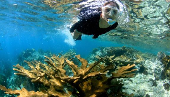 Elizabeth Shaver snorkeling over one of the main coral species restored; NOAA workshop in Fort Lauderdale