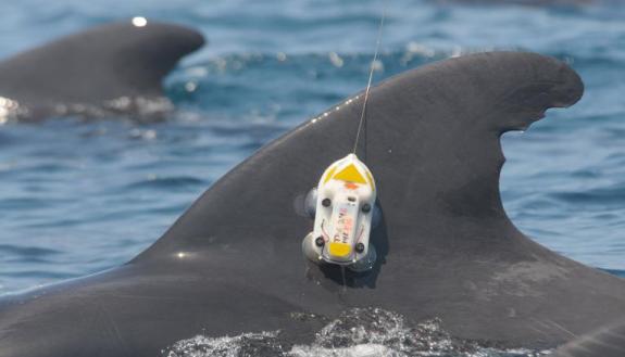 pilot whales with tagging device attached