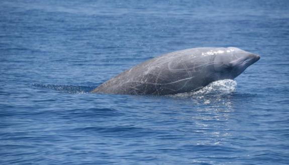 https://nicholas.duke.edu/about/news/new-study-confirms-beaked-whales-incredible-diving-abilities