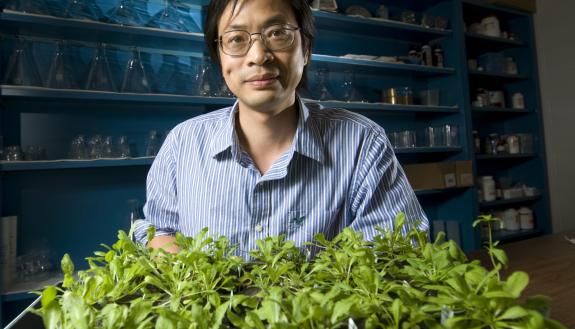 Heat waves make it harder for crops and other plants to fight disease. New research led by Duke’s Sheng-Yang He not only reveals what knocks plant defenses down when things warm up, but also how to bring them back. Credit: Michigan State University
