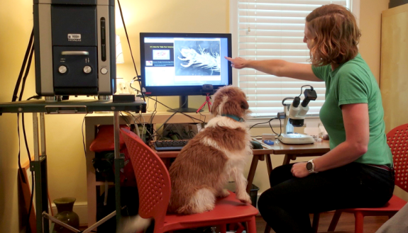 Holly Leddy hosts the weekly 'Take-Out Science' show from her guest bedroom, featuring a scanning electron microscope and trusty assistant June the science dog