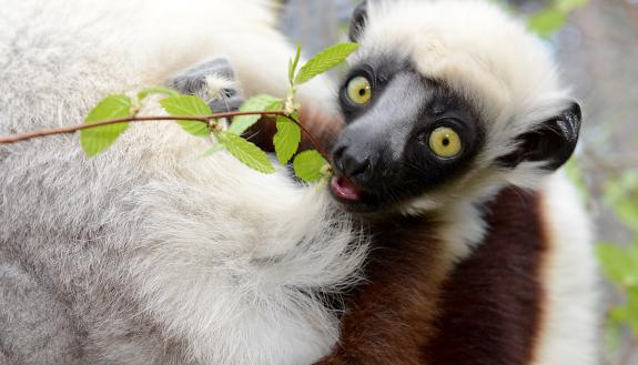 Researchers report that the microbes living in the guts of leaf-eating lemurs like this one are largely shaped by the forests where they live, a finding that could make some species less resilient to deforestation. Photo by David Haring, Duke Lemur Center