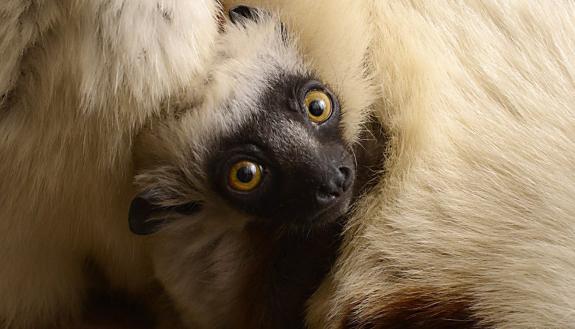 Clinging to her mom, this baby Coquerel’s sifaka represents the only lemur species at the Duke Lemur Center known to fall prey to cryptosporidium, a microscopic parasite that causes diarrhea that can last for a week or more. 