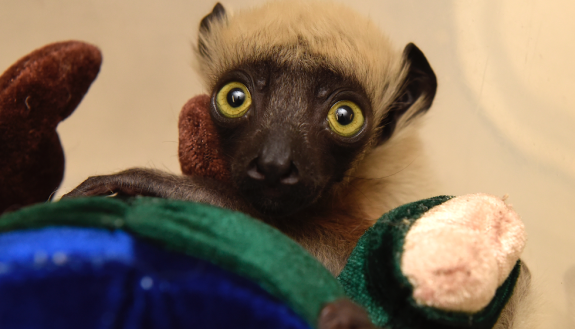 Silas, born at the Duke Lemur Center