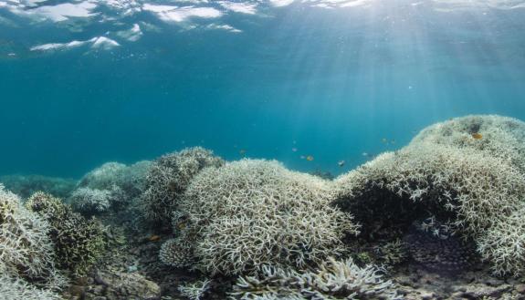 The Corals of the oceans are at risk