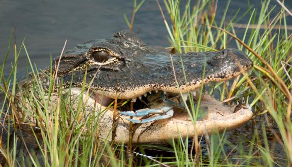 Alligator feeding on blue crab in barrier island salt marshes in Georgia. Credit: Brian Silliman