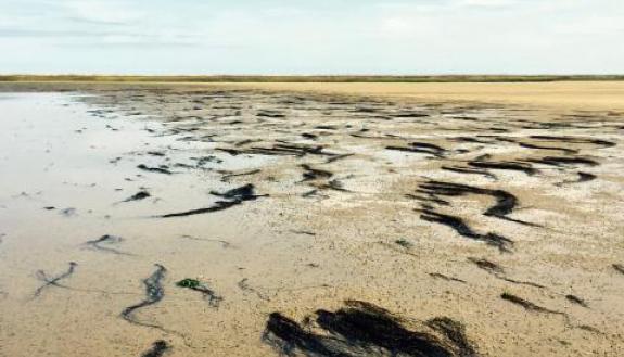 New study finds invasive plant species, such as Japanese seaweed, can perform vital ecosystem functions in areas where native coastal habitats are severely degraded. Photo credit: Aaron Ramus