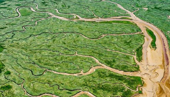 aerial view of marshlands