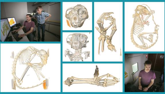 Former Duke graduate student Gabe Yapuncich and assistant professor of evolutionary anthropology Doug Boyer are making 3-D X-ray scans of dozens of lemurs and other rare and endangered primates. Photos by Megan Mendenhall; design by Jon Fuller.