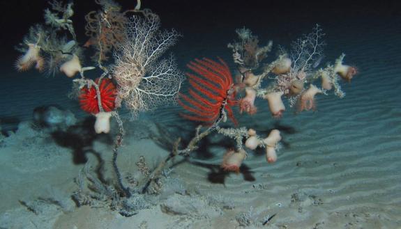 Community of venus fly trap anemones (Actinoscyphia sp.), basket stars, crabs, gooseneck barnacles and the seastar Novadinia sp. on dead coral. Photo by Sönke Johnsen