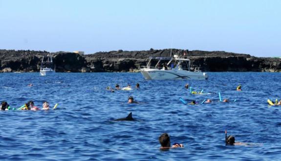 Tourists crowd a Hawaiian bay to interact with dolphins. (Credit: Duke Univ.)