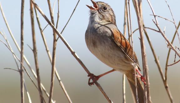 By faithfully copying the most popular songs, swamp sparrows create time-honored song traditions that can be just as long-lasting as human traditions, researchers report. Photo by Robert Lachlan, Queen Mary University of London.