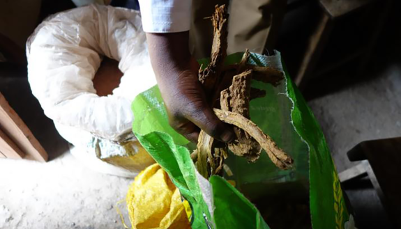 A traditional healer in Uganda shows the plants and herbs he uses in treatments.