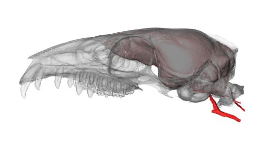 A tiny treeshrew brain saps just as much of the body’s energy as a human brain, researchers report. Shown in red are the blood vessels that deliver glucose to fuel cellular activities. Image by Arianna Harrington, Duke University.