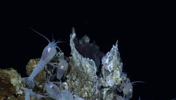 Vent shrimp, a species found around hydrothermal vents on the seafloor, which are also rich in commercially valuable polymetallic sulfide deposits. (Credit: NOAA Office of Ocean Exploration and Research)