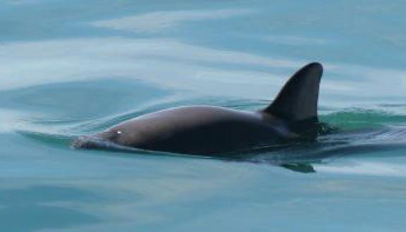 A vaquita porpoise. NOAA via Wikimedia Commons