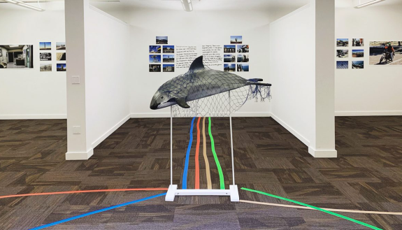 vaquita porpoise in Iliana Sun's exhibit