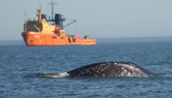 New Guide Helps Reduce Seismic Surveys’ Impacts on Marine Species 